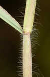 Hairy crabgrass